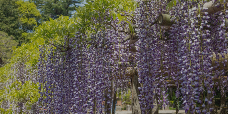 藤の花